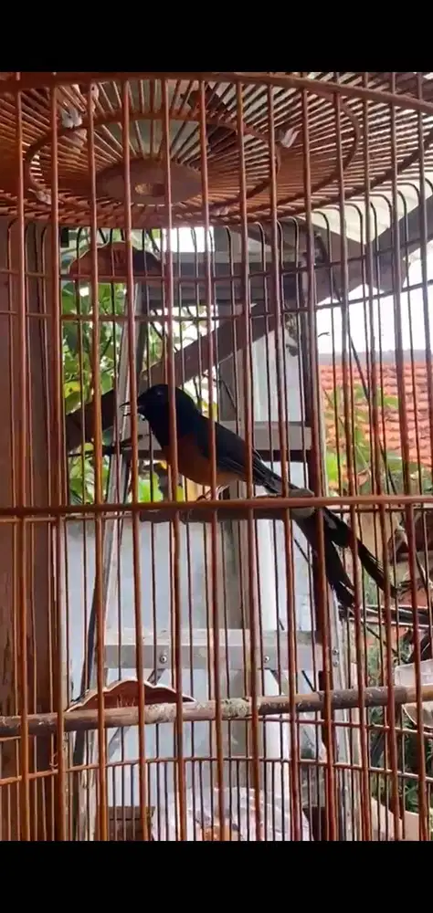 Murai kaki hitam
