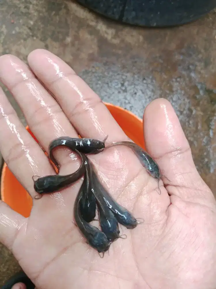 Bibit ikan lele ukuran 4-5 cm isi 500 ekor