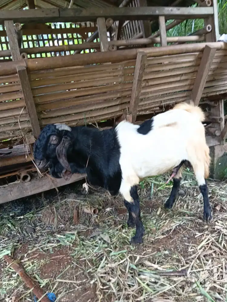 Kambing petani jumbo