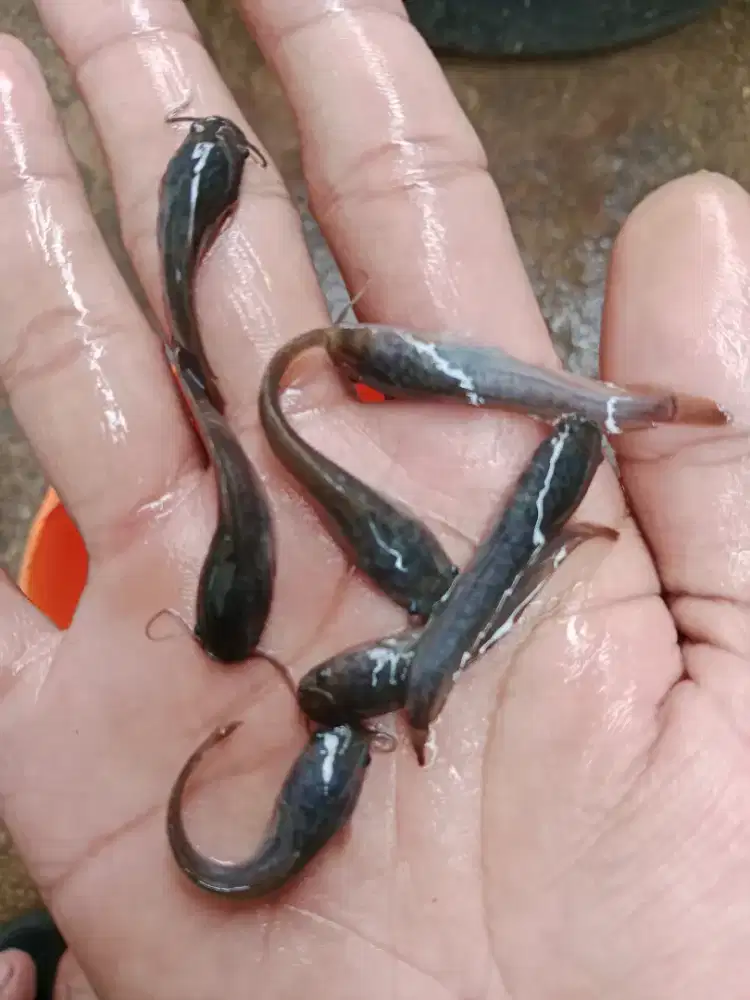 Bibit ikan lele ukuran 4-5 cm isi 1000 ekor
