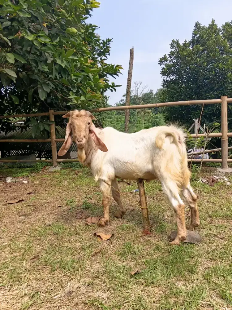 Kambing jawa gemuk