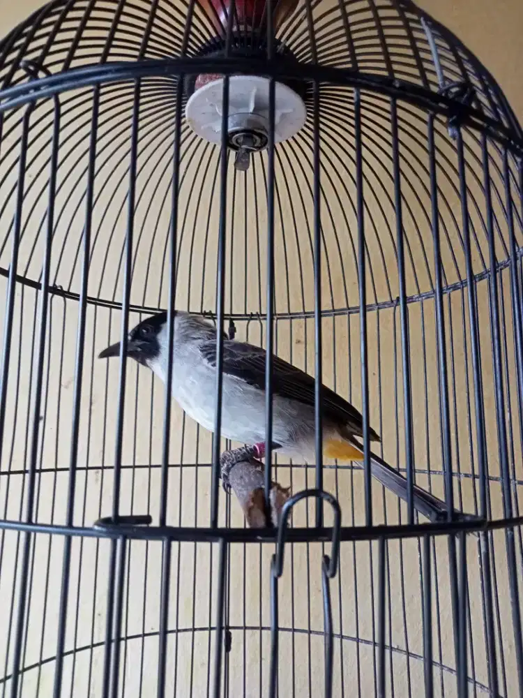 BURUNG KUTILANG JINAK. JUAL FULLSET NO KRODONG