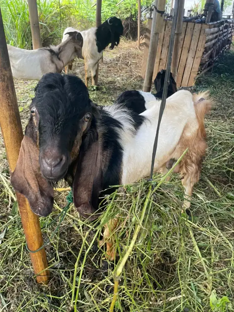 KAMBING QURBAN BANDAR LAMPUNG