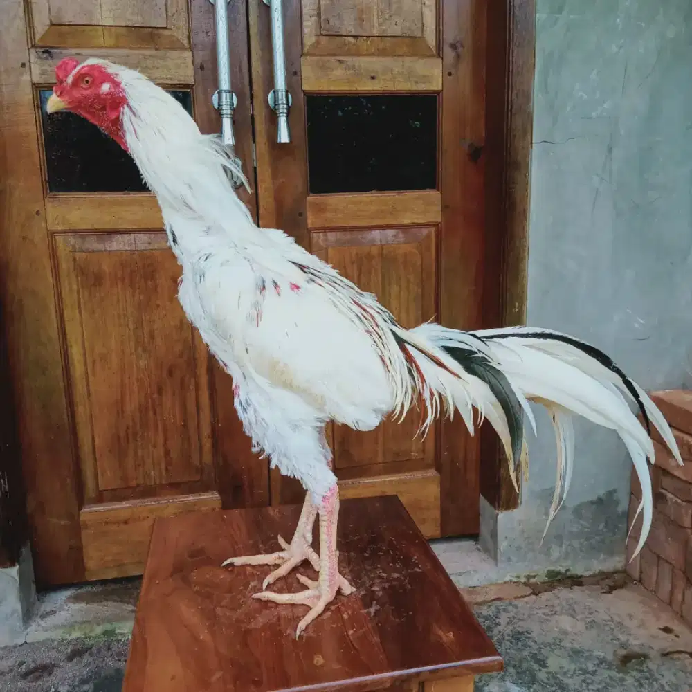 Ayam Bangkok Klasik