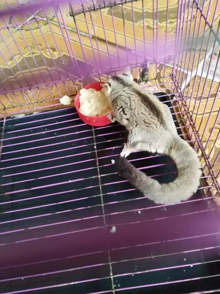 Sugar glider WF jantan