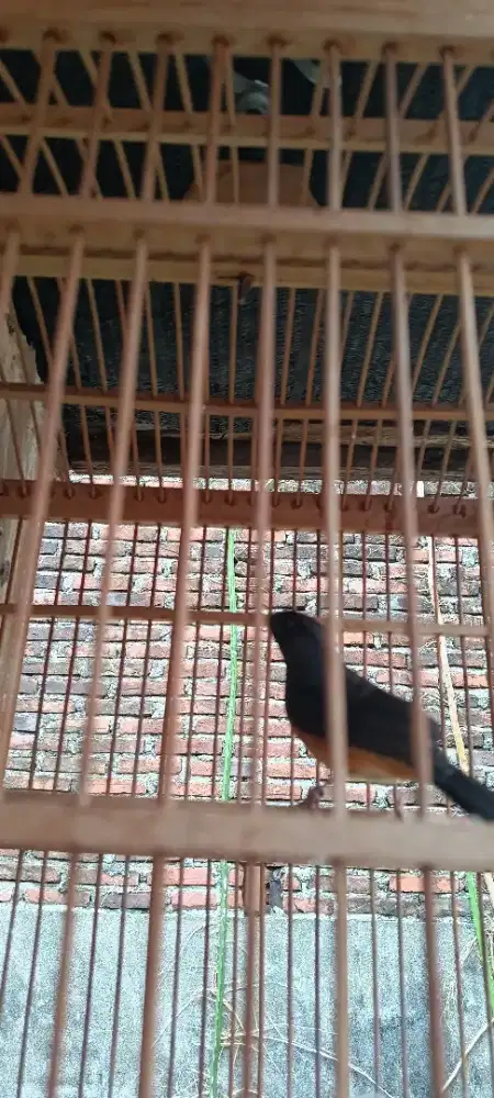 Bismillah.Jual murai betina siap kawin