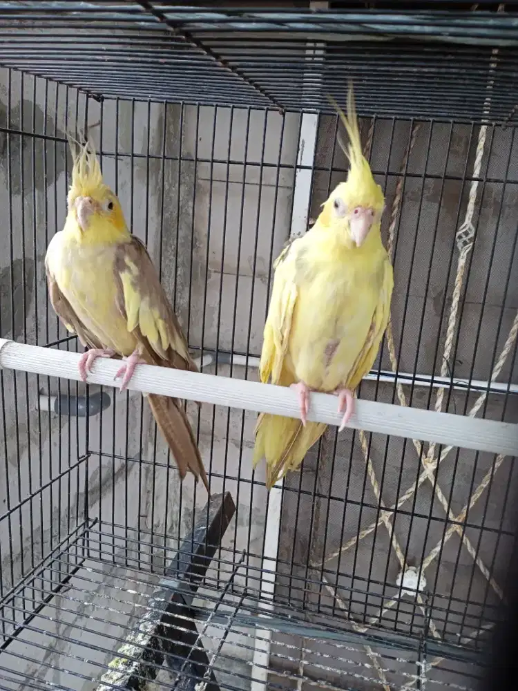 Burung falk/parkit oustrali