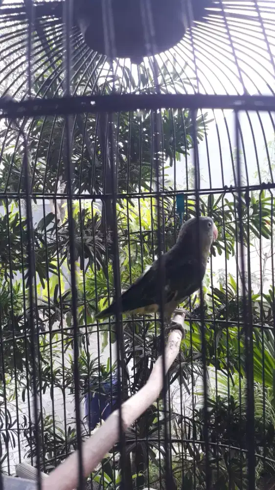 Lovebird asli indonesia