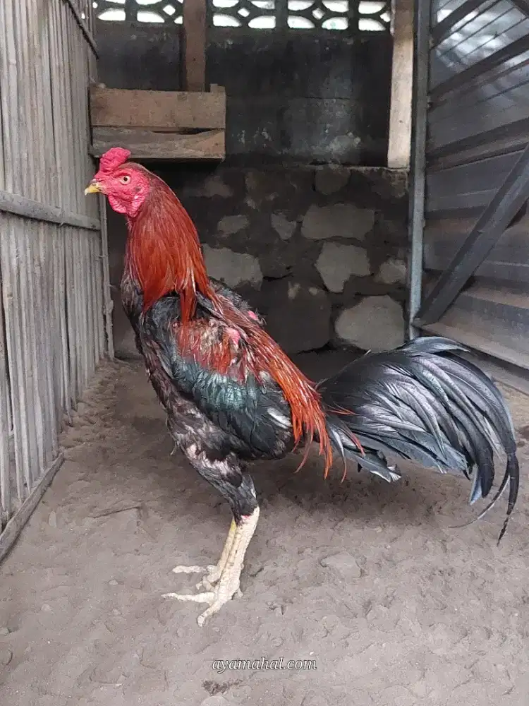 Ayam bangkok jogjakarta