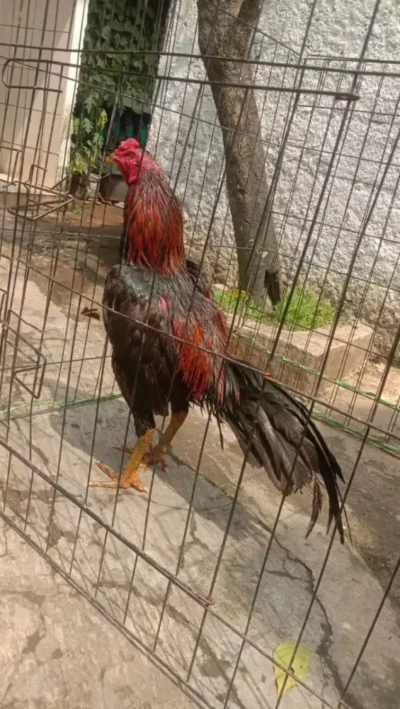 Ayam Bangkok pakoy