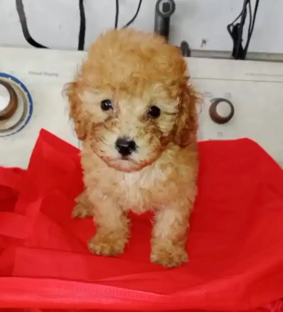 Tiny Poodle Red Betina