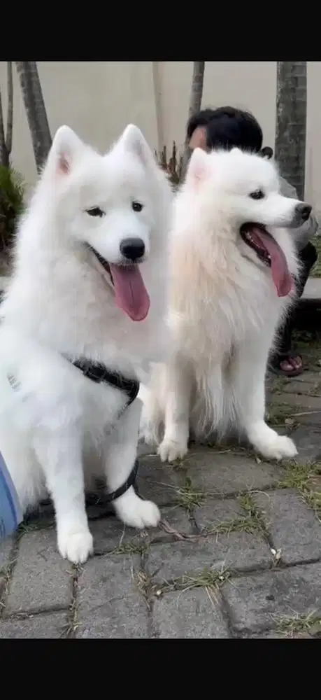 samoyed turunan champion