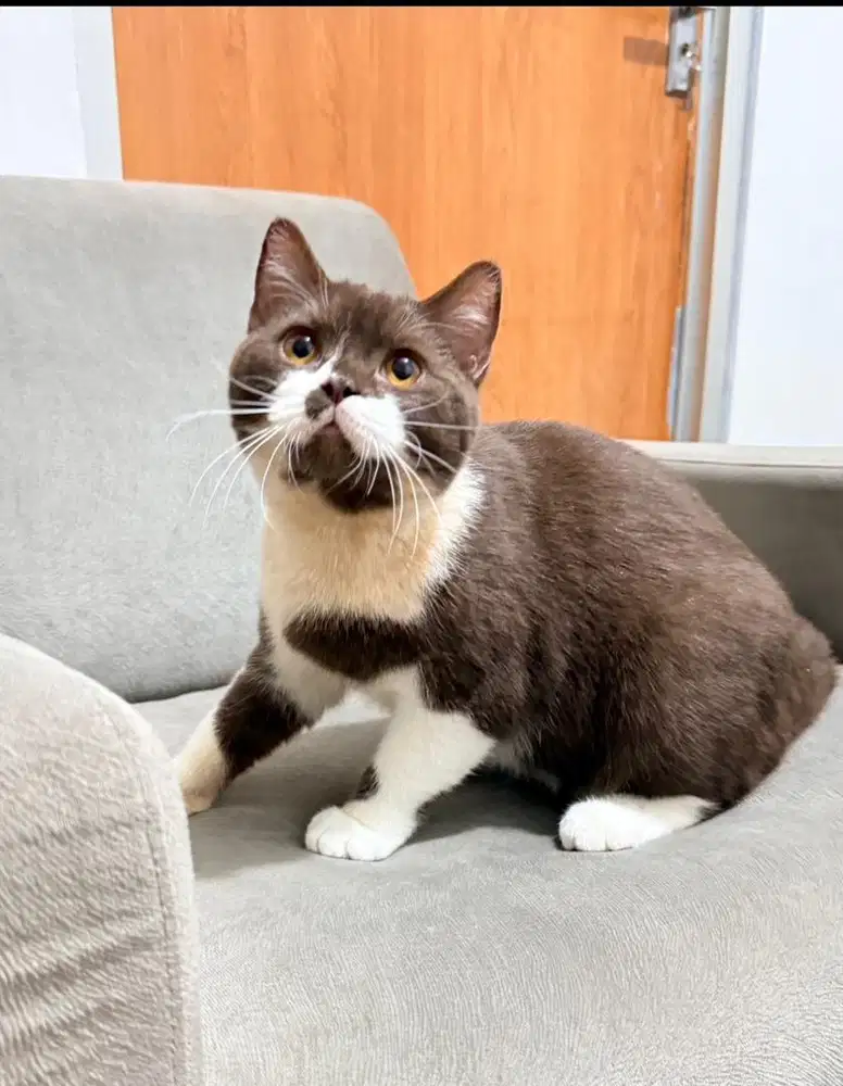 British shorthair warna choco jantan 7 bulan