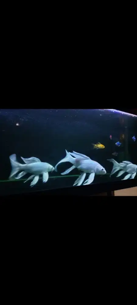 Ikan koi kumpay slayer