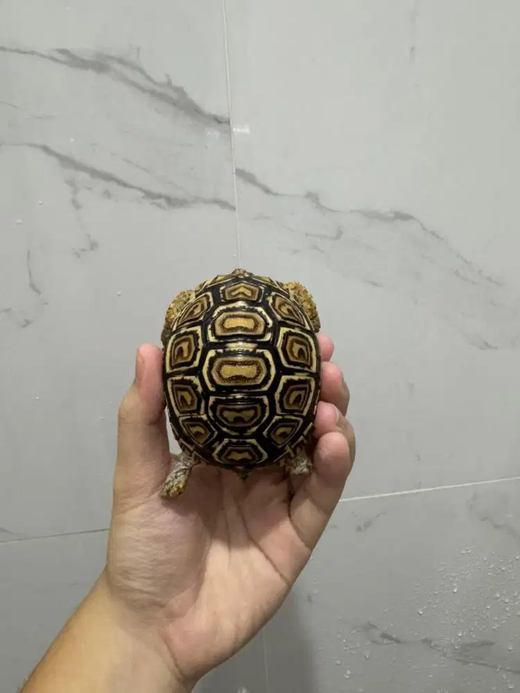kura kura pardalis