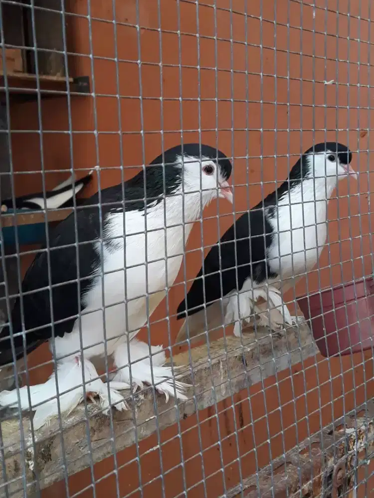 Merpati Lahore sepasang
