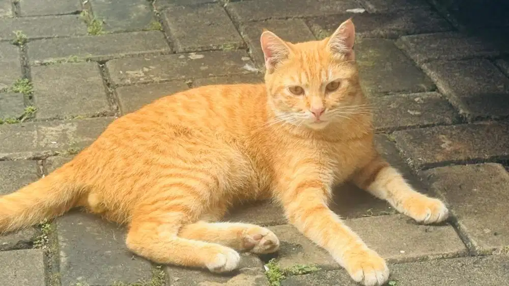 Kucing Orange Persia medium