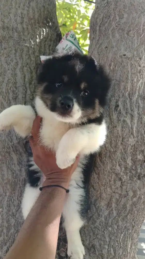 Ras besar Husky mix kintamani jantan cakep