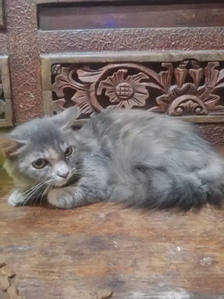 Kucing betina , warna abu abu