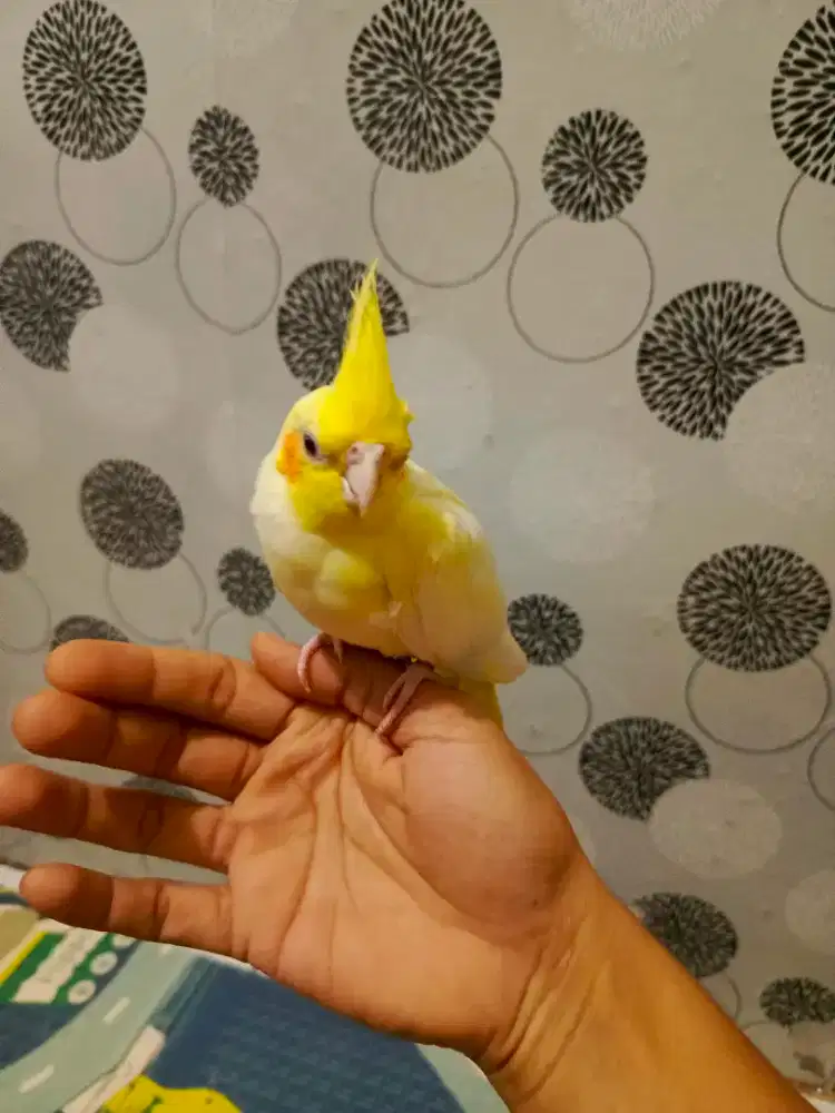 Burung Falk/Parkit Australia/Cockatiels Lutino MM
