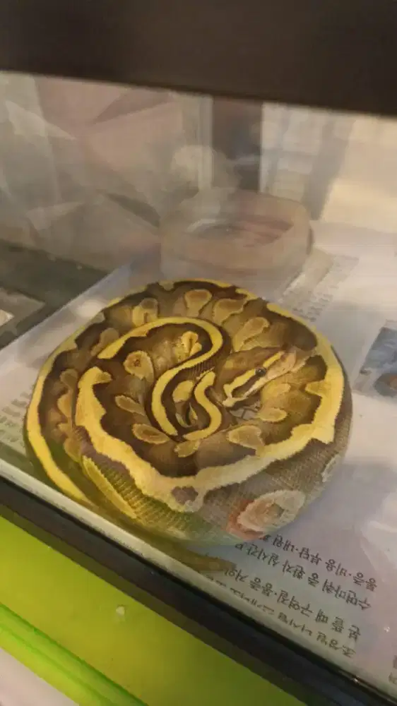 BP Mocha Yellowbelly Fire Cerahh
