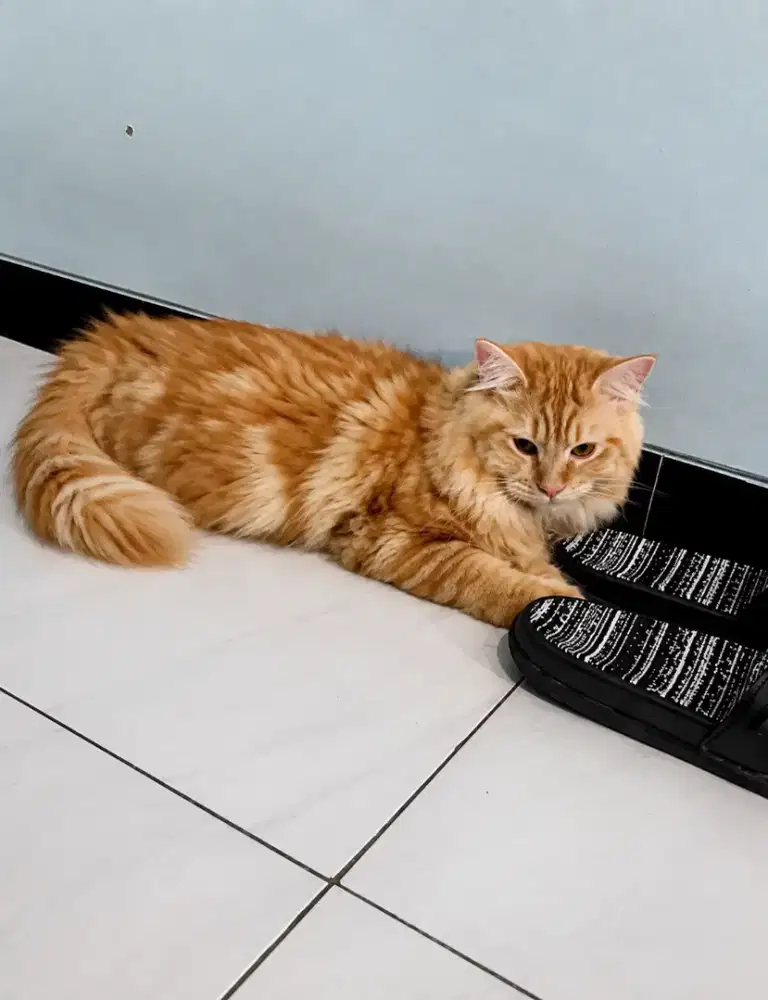 Bigbone jantan sudah vaksin