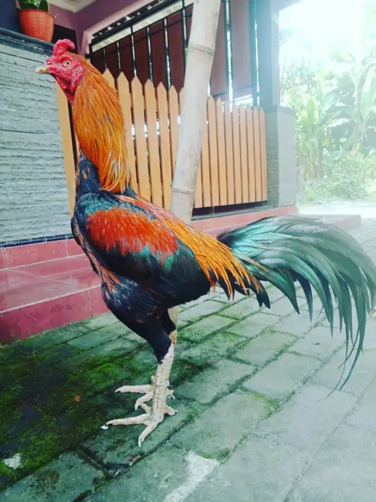Ayam Bangkok Pakhoy Jalu