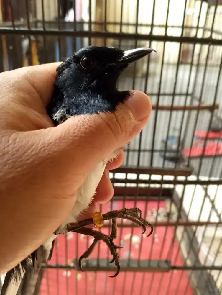 diJuaL burung KACER nggacor
