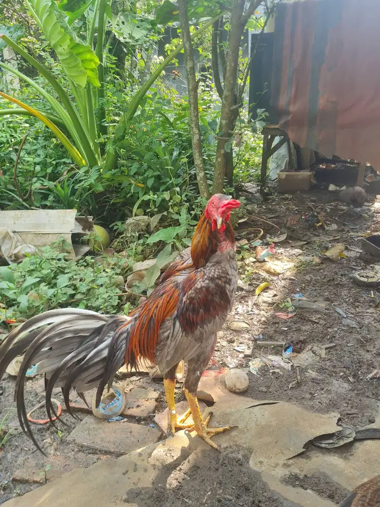 Jual ayam pama silangan bangkok klasik ,umur 8 bulan