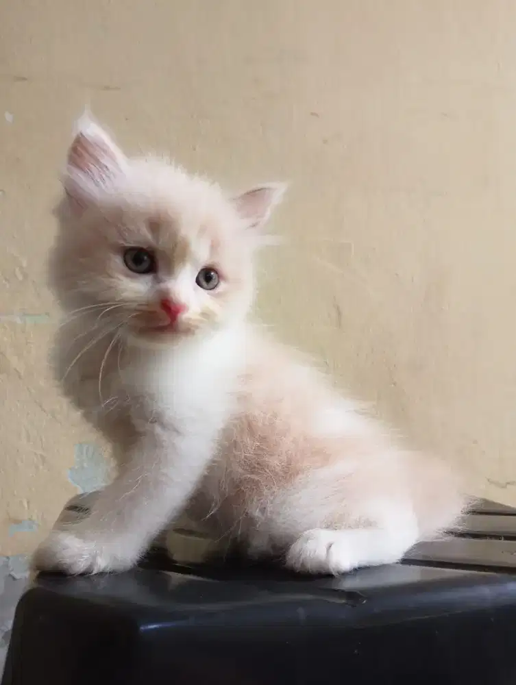 Open adopt Ras mix persia