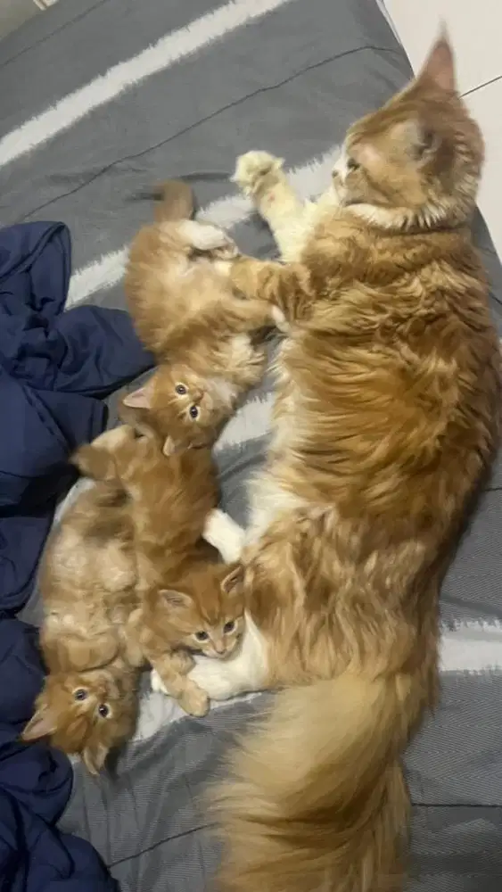 BABY KITTEN KUCING MAINECOON