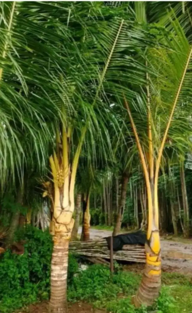 Jual pohon kelapa kuning