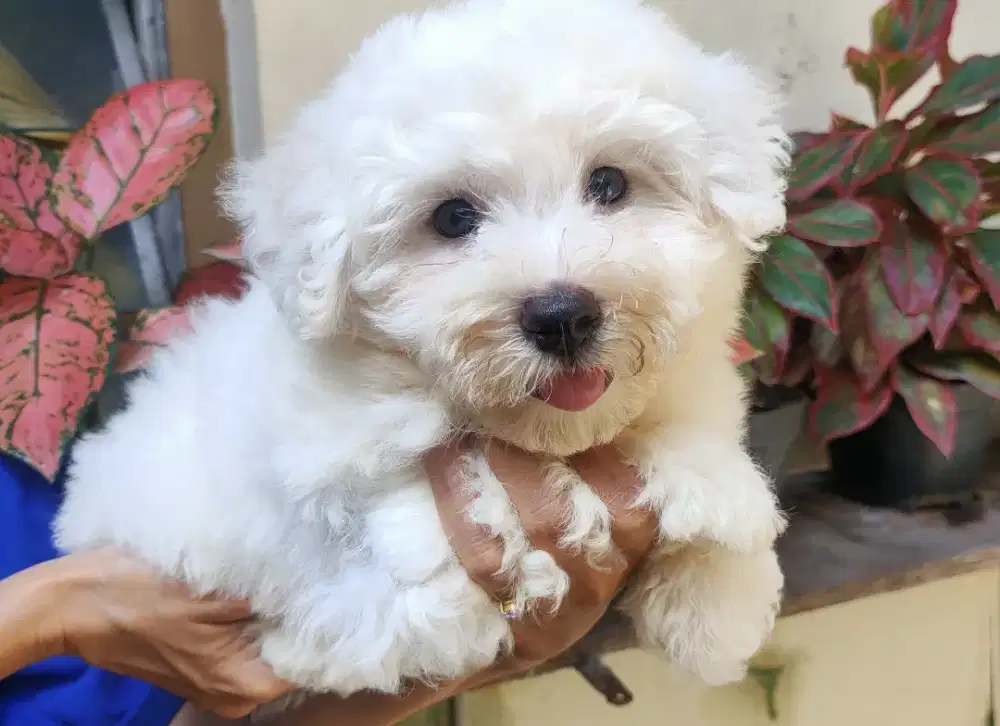 DI JUAL MURAH BICHON FRISE BETINA STAMBUM VAKSIN KUALITAS BAGUS