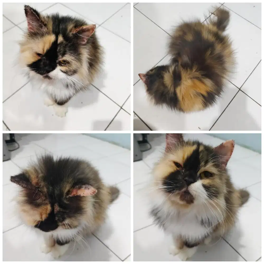Kucing Jenis Persia Flatnose Longhair