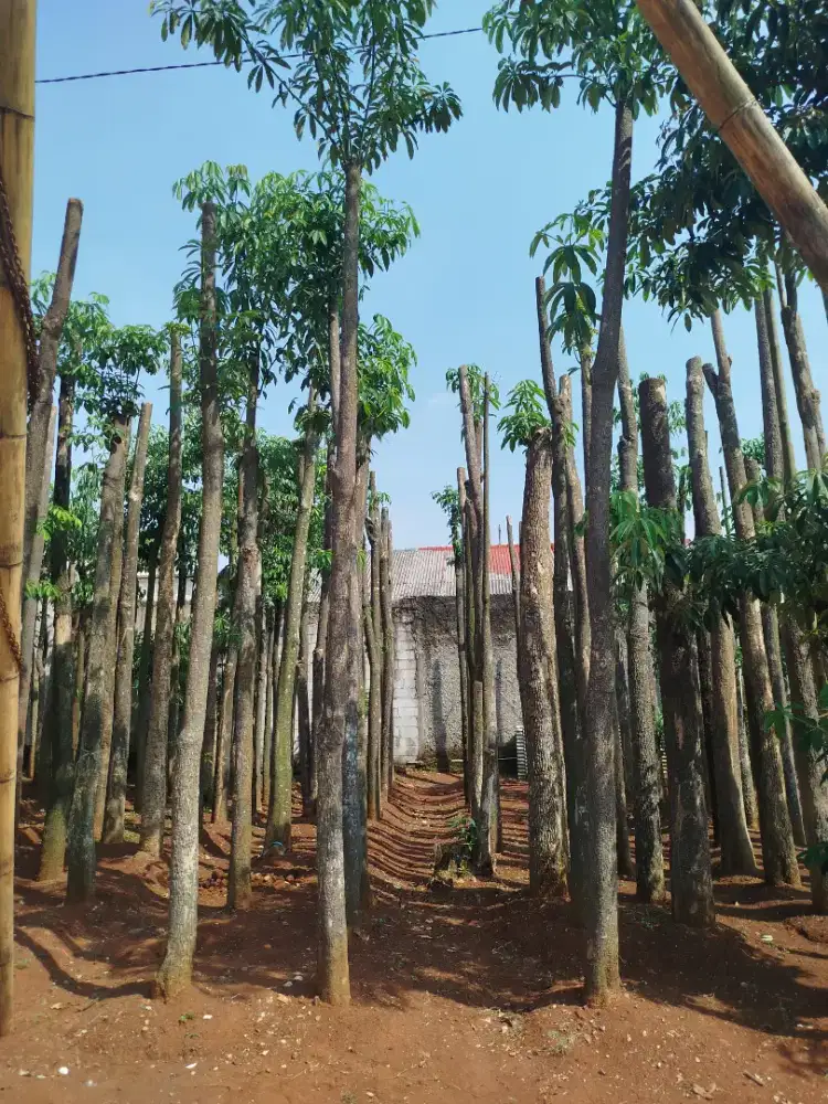Pohon pule tunggal