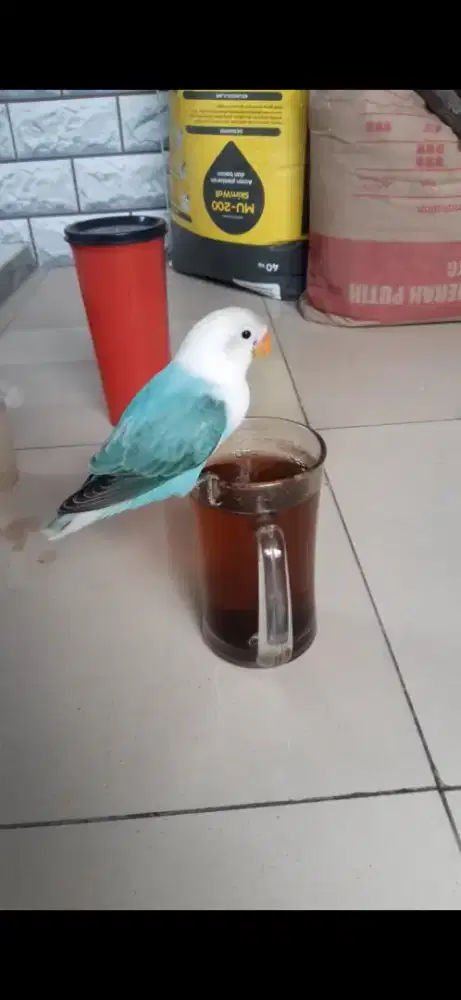 Lovebird Biola Blue Jinak