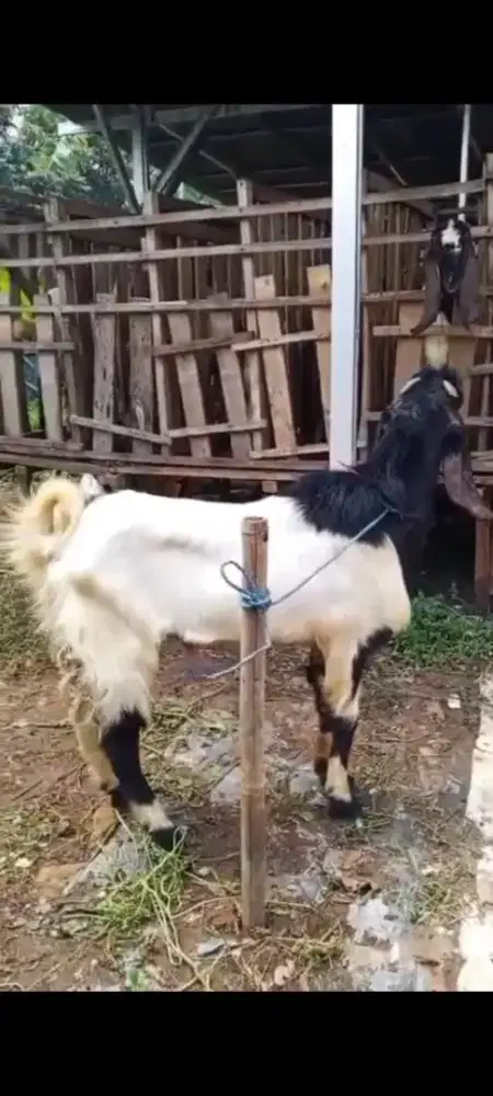 Hewan qurban kambing/domba