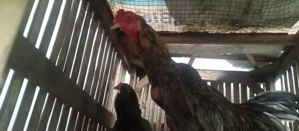 Ayam Bangkok petarung