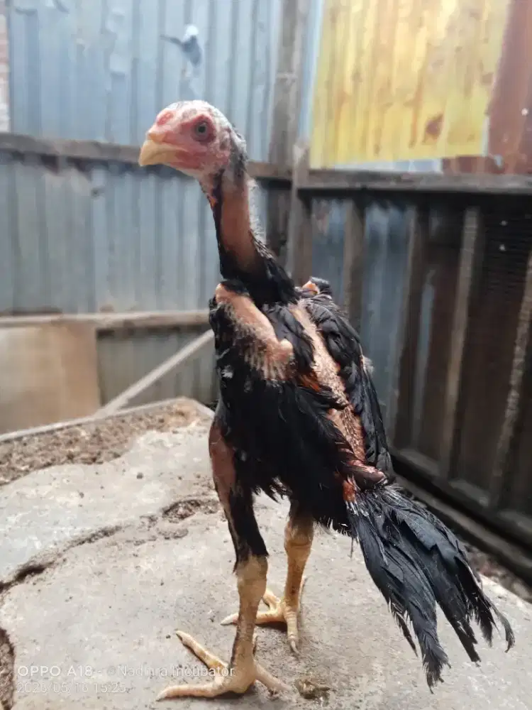 Ayam ekor lidi usia jalan 3 bln