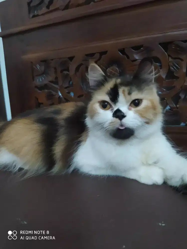 KUCING PERSIA CALICO BETINA