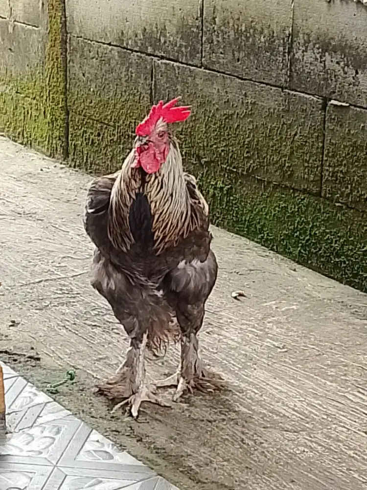 Pacek ayam brahma jantan