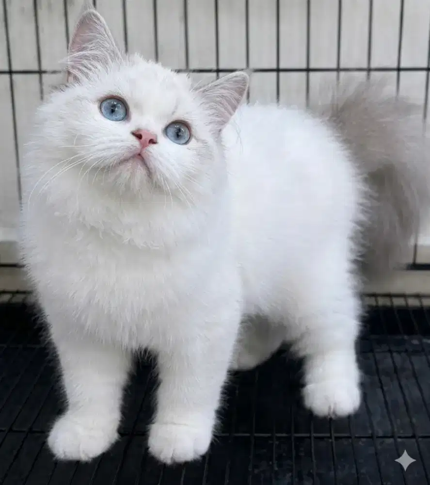 Ragdoll betina 6 bulan