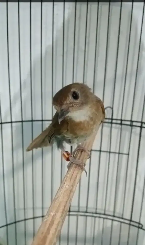 Burung kecil warna coklat