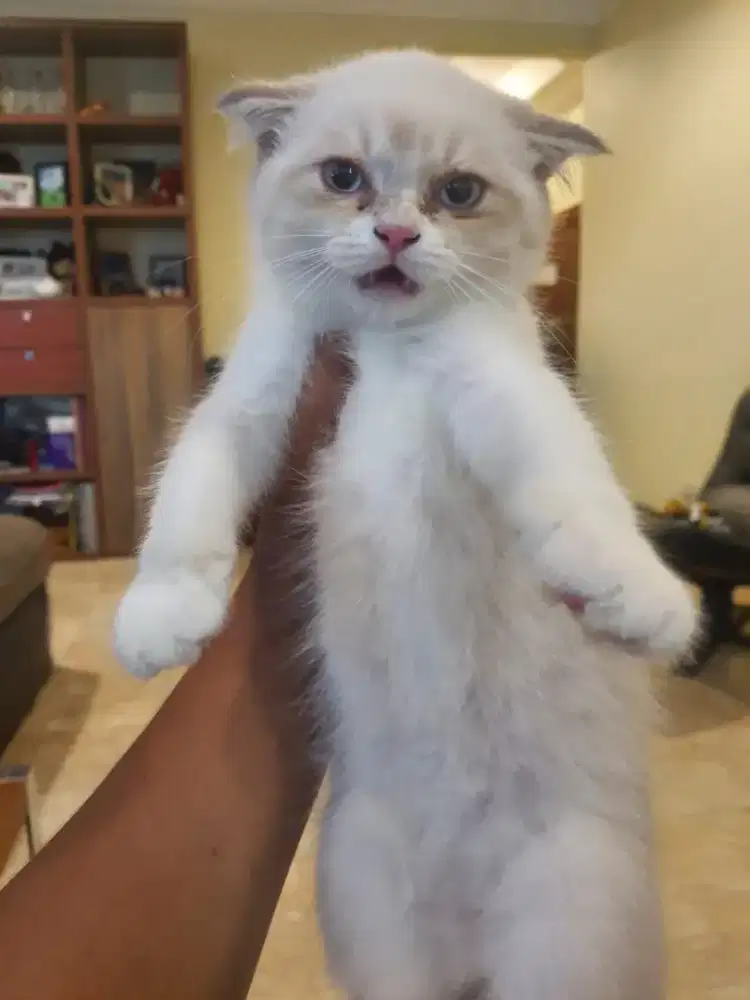 Kucing scottish fold x ragdoll