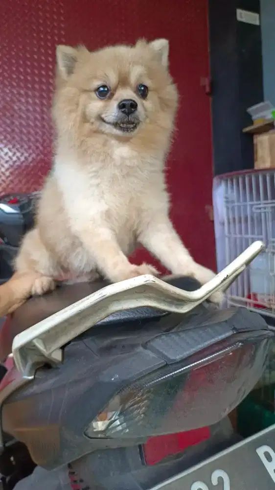 Minipom Jantan dewasa