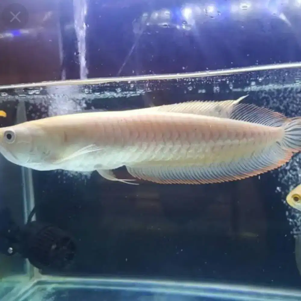 Ikan Arwana Silver Red