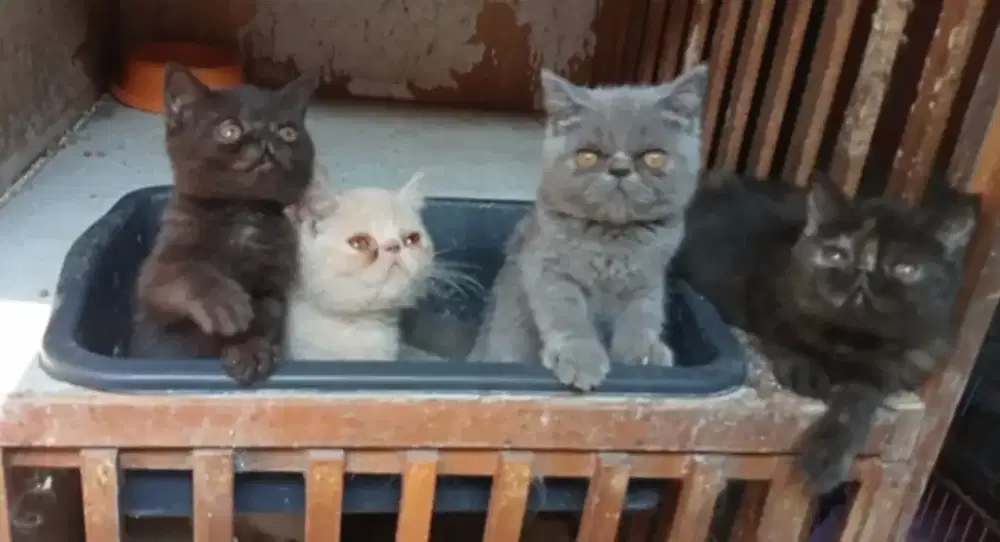 Kucing kitten peaknose Exo (exotic short hair)
