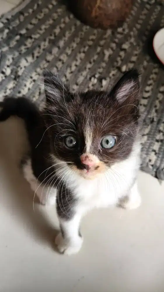 Open Adopsi Kitten 3 bulan