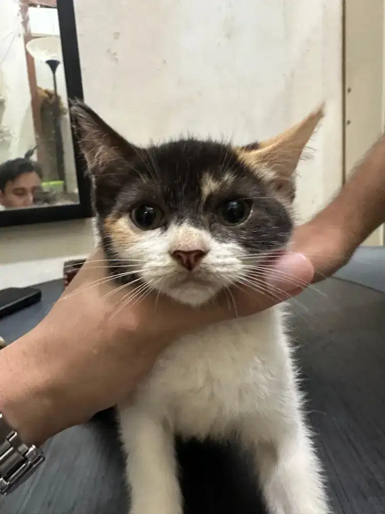 Kitten BSH mix Loreng sehat
