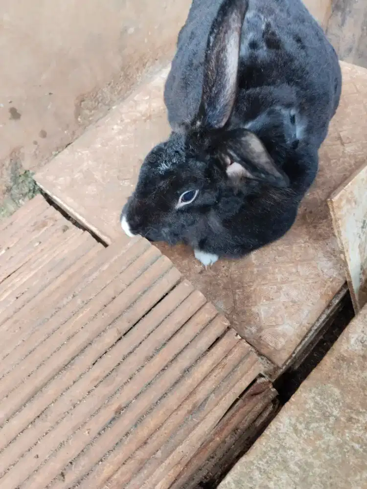 Kelinci betina, campuran rex dan anggora